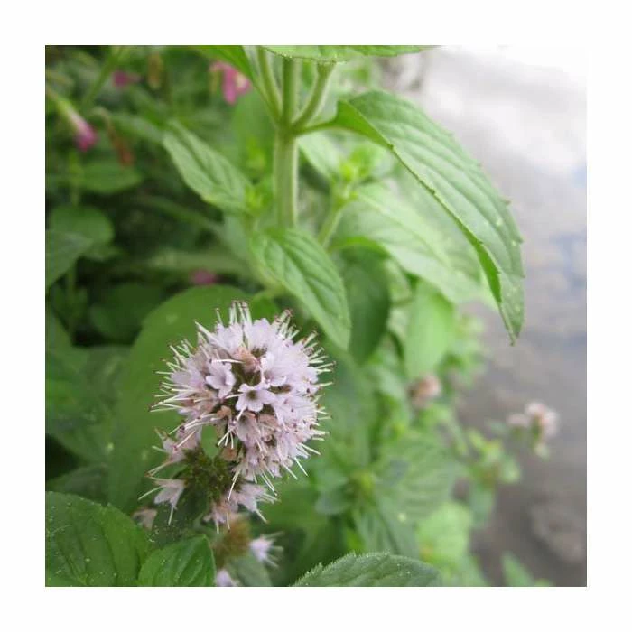 Water Mint | Mentha aquatica - Image 2