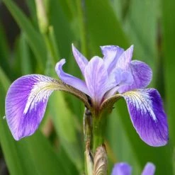 Blue Flag | Iris versicolor