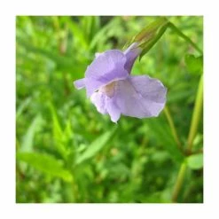 Allegheny Monkey Flower | Mimulus ringens