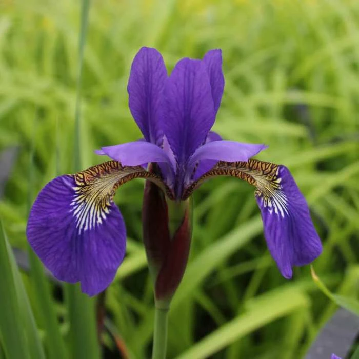 Siberian Flag | Iris sibirica - Image 3