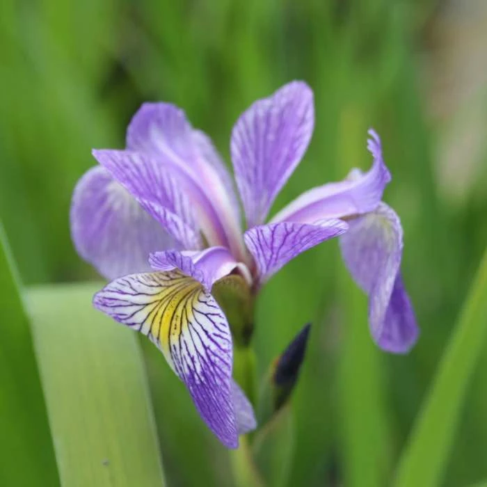 Siberian Flag | Iris sibirica - Image 4