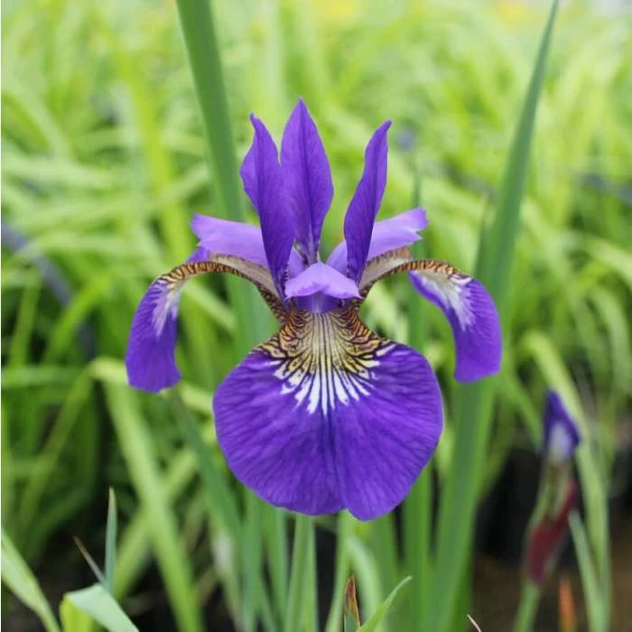 Siberian Flag | Iris sibirica - Image 5