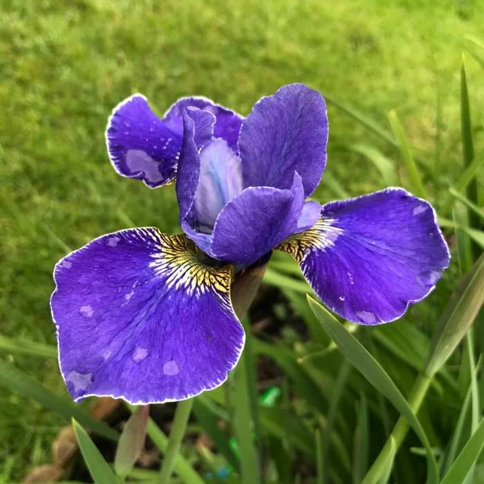 Siberian Flag | Iris sibirica
