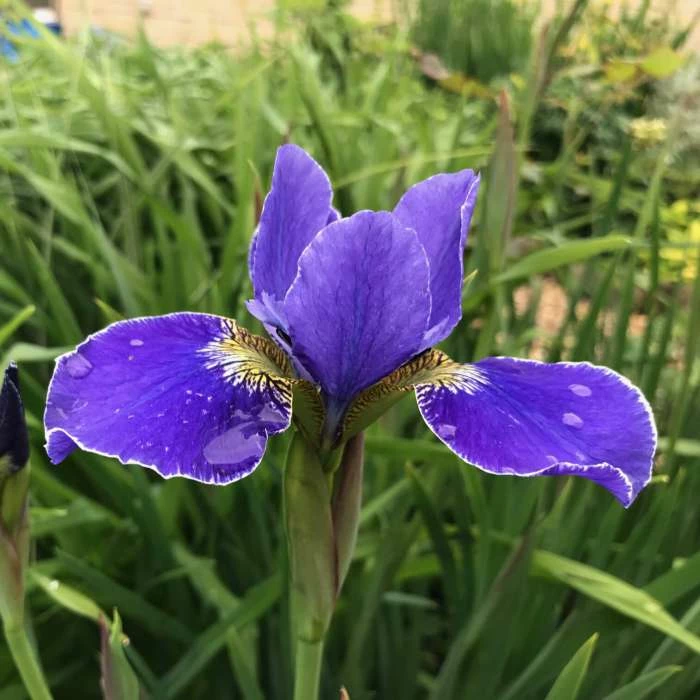 Siberian Flag | Iris sibirica - Image 2