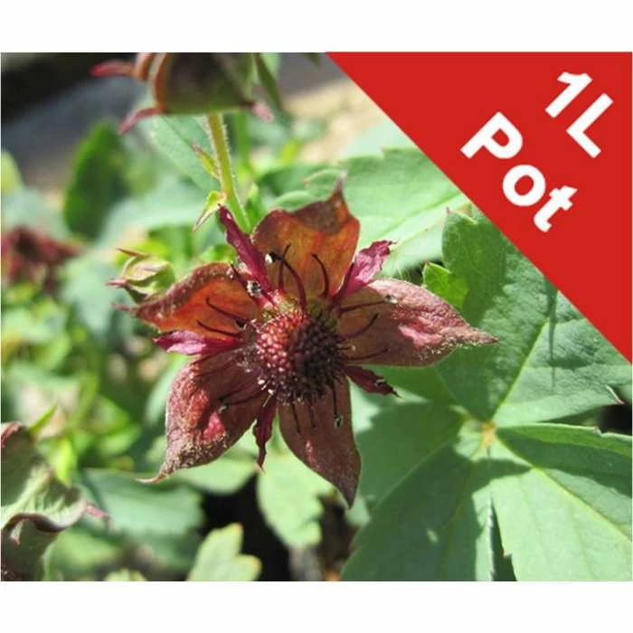 Marsh Cinquefoil | Potentilla palustris