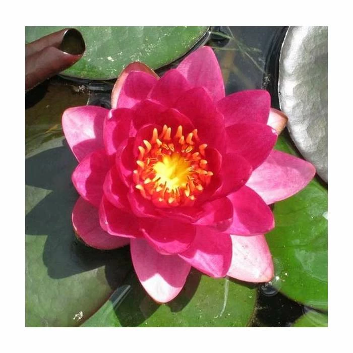 Large Water Lily 'James Brydon' Nymphaea 'James Brydon' - 3L Pot