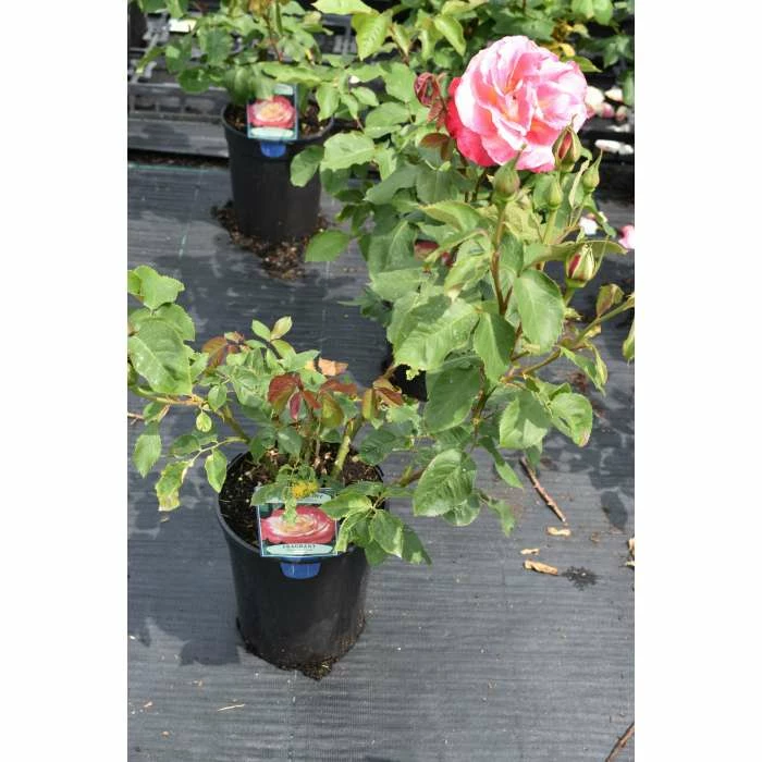 Double Delight' Bush Rose - 4L Pot - Image 3