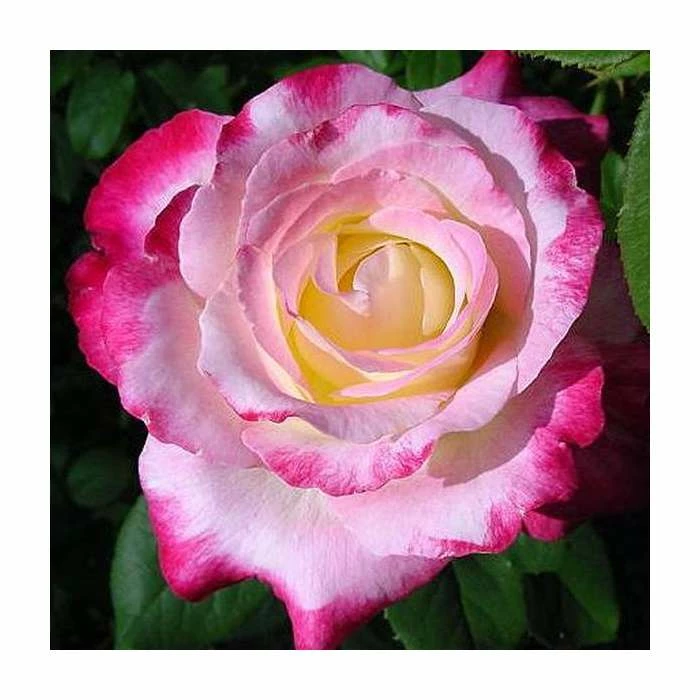 Double Delight' Bush Rose - 4L Pot - Image 2