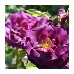 Rhapsody In Blue | Floribunda Rose