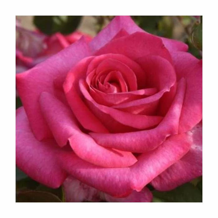 Buxom Beauty' Bush Rose - 4L Pot