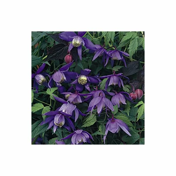 50-90cm Clematis Alpina 'Frankie' - 3L Pot - Image 2