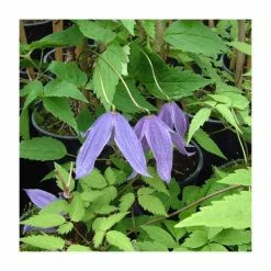 50-90cm Clematis Alpina 'Helsingborg' | 3L Pot
