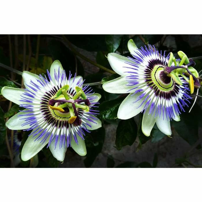 Blue Passion Flower | Passiflora Caerulea - Image 2