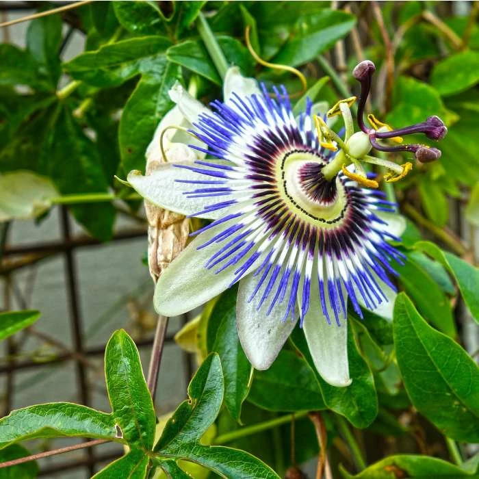 Blue Passion Flower | Passiflora Caerulea - Image 3