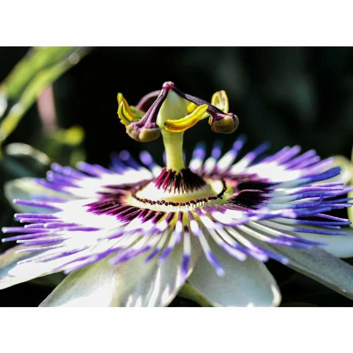 Blue Passion Flower | Passiflora Caerulea - Image 4