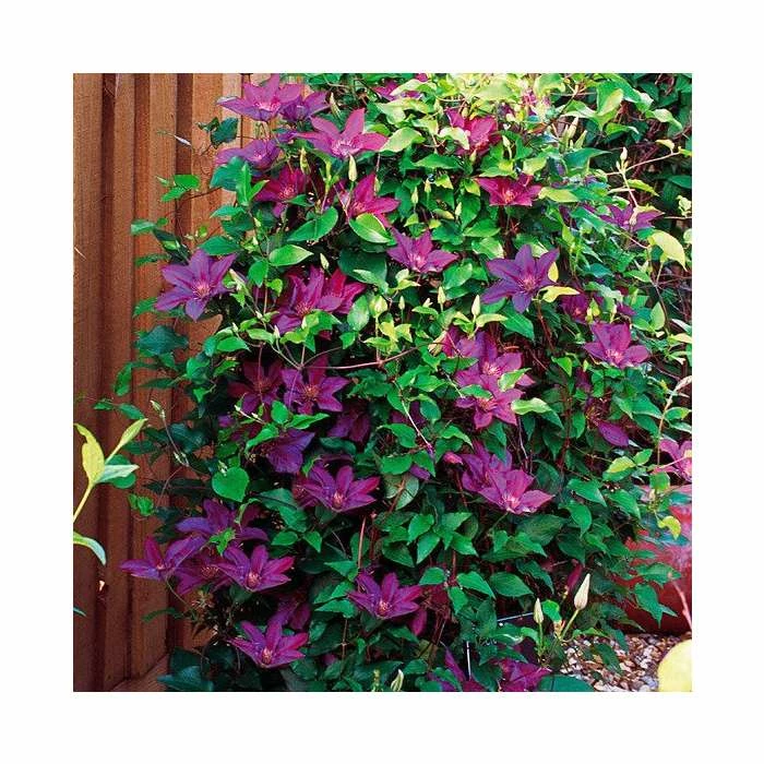 50-90cm Clematis 'Picardy™' by Raymond Evison - 3L Pot - Image 2