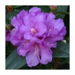 1ft Dwarf Rhododendron 'Praecox' | 3L Pot