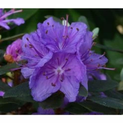 1ft Dwarf Rhododendron 'Purple Gem' | 3L Pot