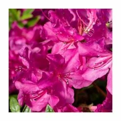 40cm Azalea 'Elsie Lee' | 2 Litre Pot