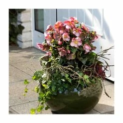 2ft Helleborus 'Ice N Roses® Early Rose' | 4.5L Pot | Helleborus Gold Collection®