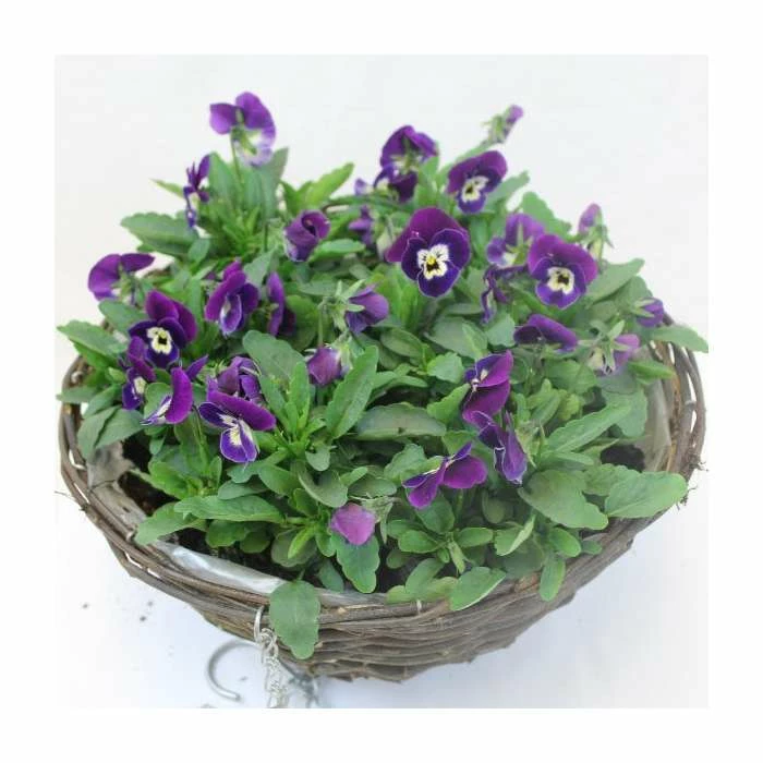Viola 'Deep Marina Petite' | 30cm Rattan Hanging Basket - Image 2