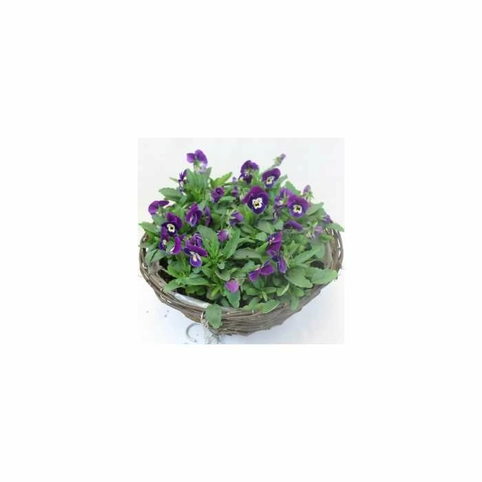 Viola 'Deep Marina Petite' | 30cm Rattan Hanging Basket - Image 3