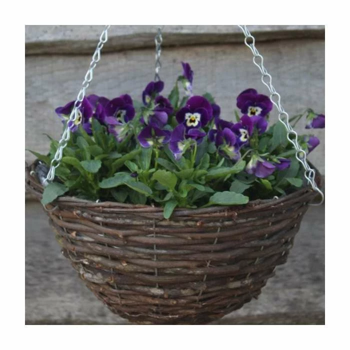 Viola 'Deep Marina Petite' | 30cm Rattan Hanging Basket