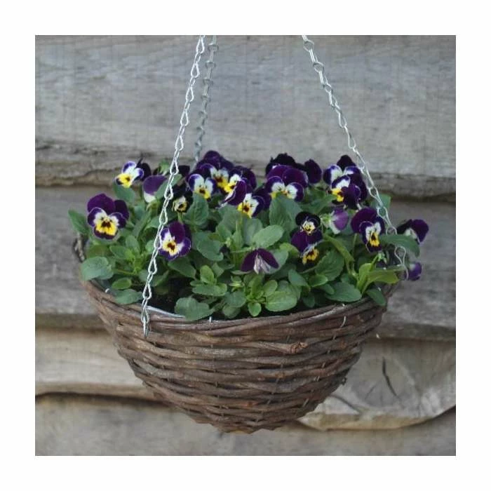 Viola 'Jolly Face Petite' | 30cm Rattan Hanging Basket