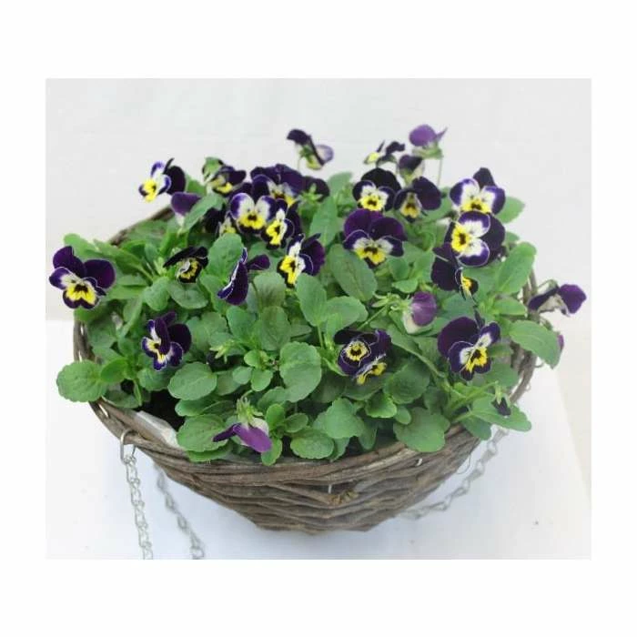 Viola 'Jolly Face Petite' | 30cm Rattan Hanging Basket - Image 2