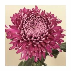 Chrysanthemum 'Regal Mist Purple' | Main Season Outdoor Bloom | 5 x Plug Plant