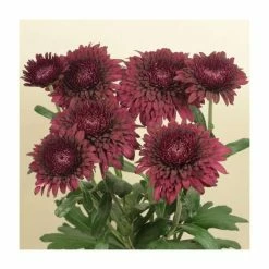 Chrysanthemum 'Smokey Purple' | Main Season Outdoor Spray | 5 x Plug Plant