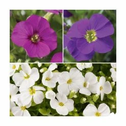 Premium Aubrietia Collection | 'Rose Red', 'Kitte', & 'White' | 3 x 10.5cm Pots