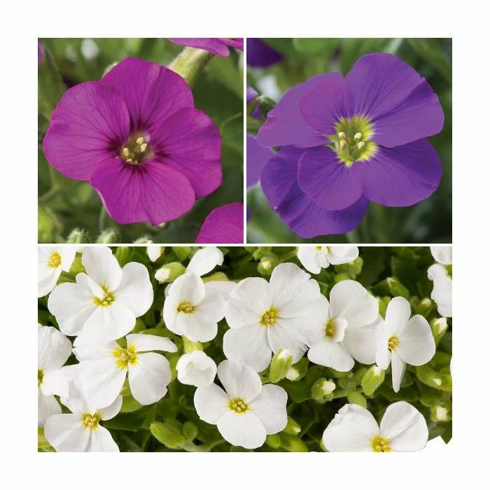 Premium Aubrietia Collection | 'Rose Red', 'Kitte', & 'White' | 3 x 10.5cm Pots