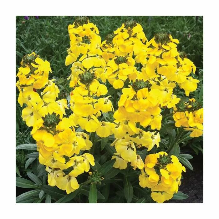 3 x Wallflower Plants | Erysimum hybridum Collection | 3 x 10.5cm Pots - Image 2