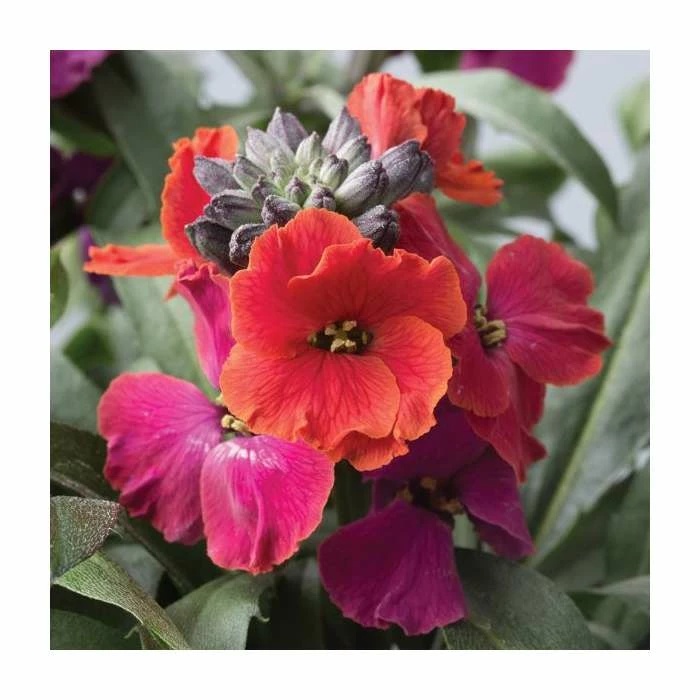 3 x Wallflower Plants | Erysimum hybridum Collection | 3 x 10.5cm Pots - Image 3