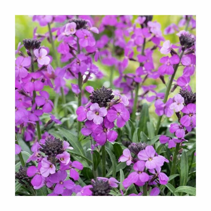 3 x Wallflower Plants | Erysimum hybridum Collection | 3 x 10.5cm Pots - Image 4