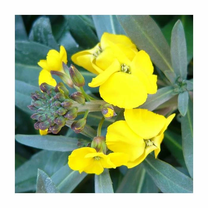 3 x Wallflower Plants | Erysimum hybridum Collection | 3 x 10.5cm Pots - Image 5