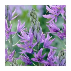 30cm Camassia Caerulea | 3L Pot