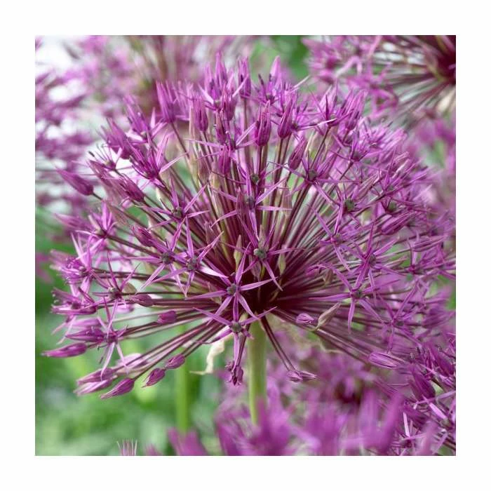 Allium 'Purple Rain' | 13cm Pot - Image 2