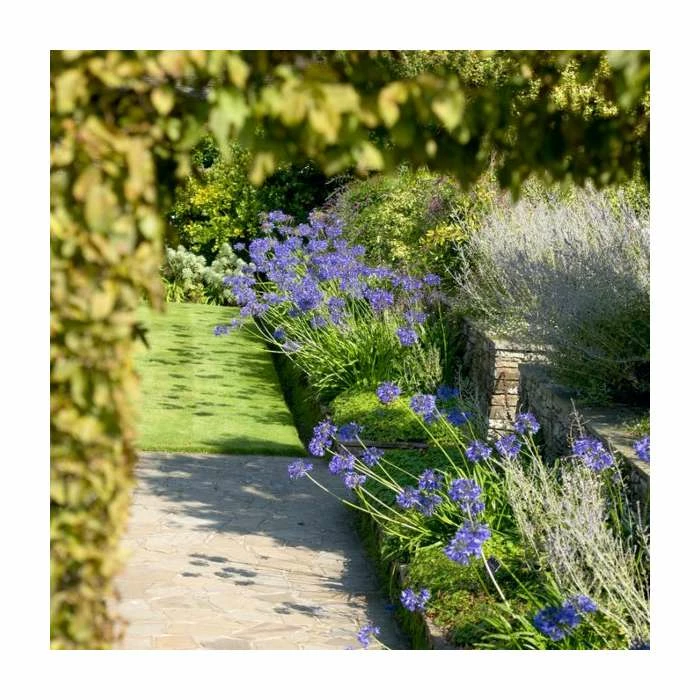 Agapanthus 'Purple Cloud' | 2L Pot - Image 2