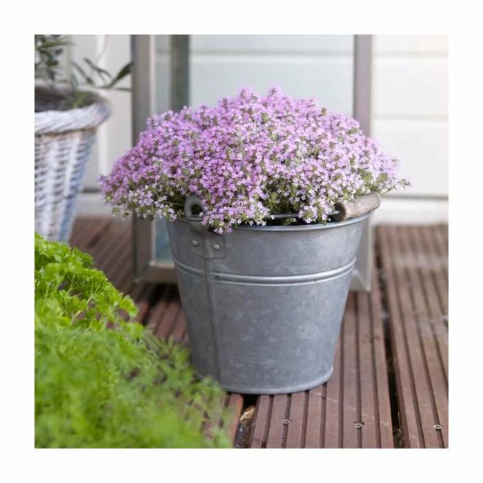 Thymus serpyllum | 10.5cm Pot