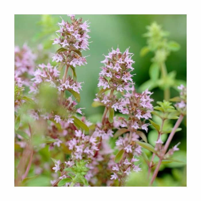 Thymus serpyllum | 10.5cm Pot - Image 2