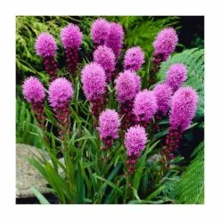 Liatris spicata 'Kobold' | 10.5cm Pot