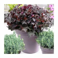 Heuchera 'Purple Palace' | 10.5cm Pot