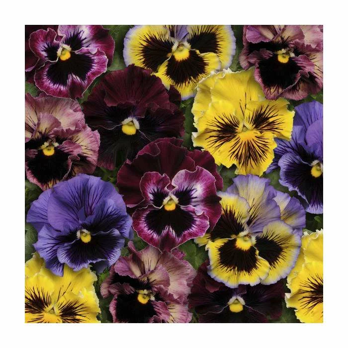 'Frizzle Sizzle' Pansy Mix | 3 x 10.5cm Pots