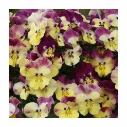 Pansy Cool Wave® 'Strawberry Swirl' | 10.5cm Pot
