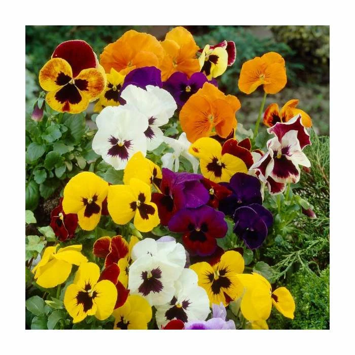 Vibrant Viola Collection | 6 x 9cm Pots