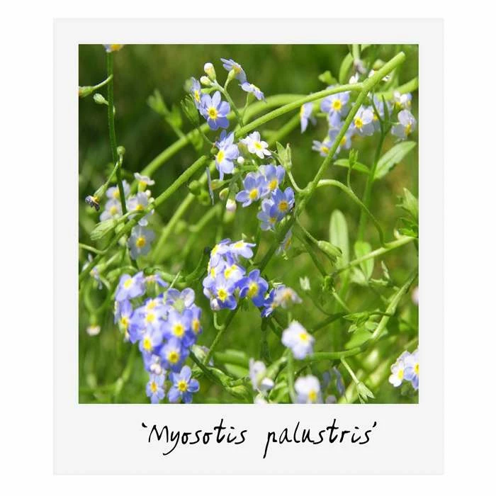 Large Wildlife Collection Pond Plant Collection 4x 3L Pots - Image 5