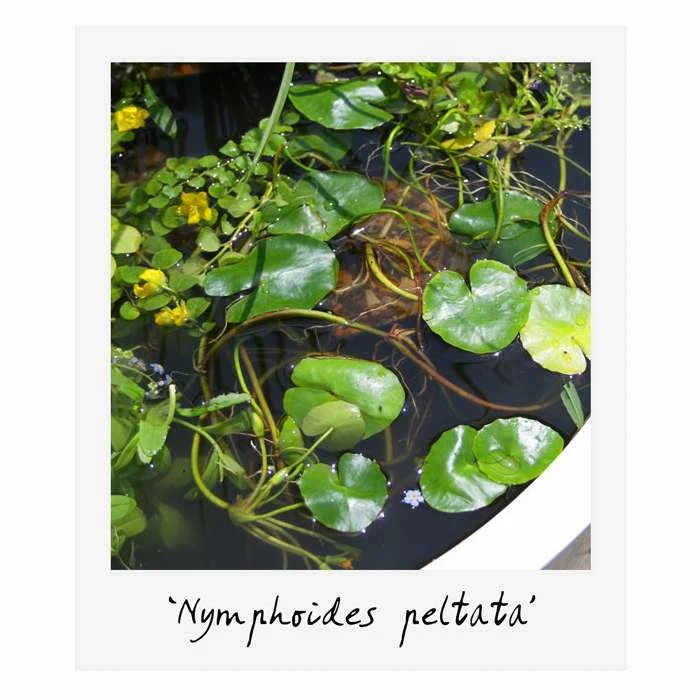 Large Wildlife Collection Pond Plant Collection 4x 3L Pots - Image 7