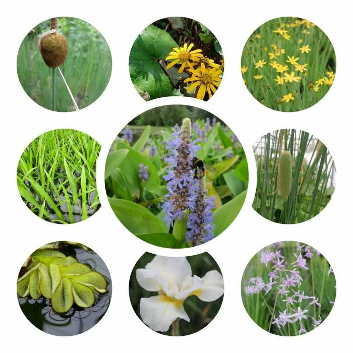 Large Wildlife Collection Pond Plant Collection 4x 3L Pots